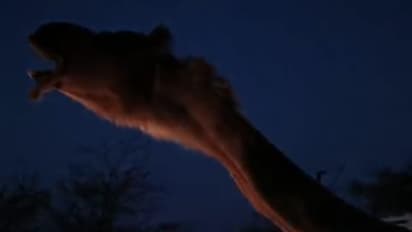 Rajasthan camel got stuck 