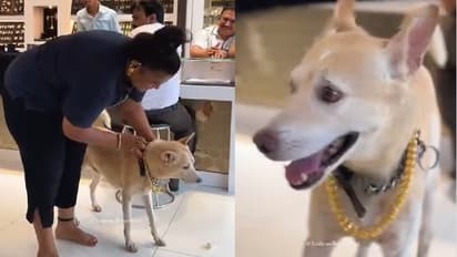 woman gifts gold chain to pet dog