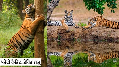 Madhya-Pradesh-tiger-state