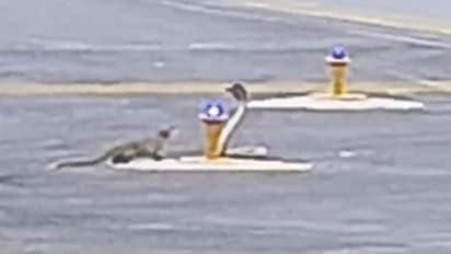 Snake Mongoose Fight