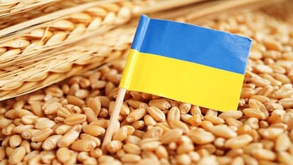 Ukraine wheat