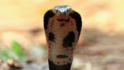 Indian Cobra