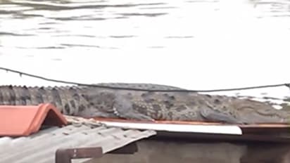 gujarat floods crocodile