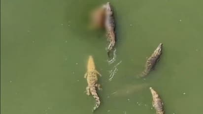 Crocodiles in Varodara