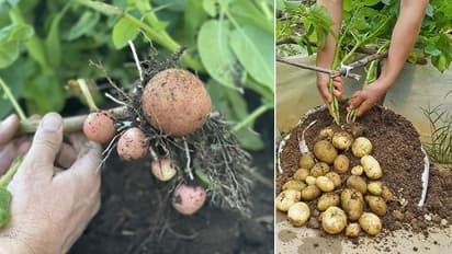 Grow Potatoes In Bucket 10 Step Guide