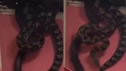 two pythons fall from false ceiling