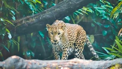 Panther attack in Rajasthan