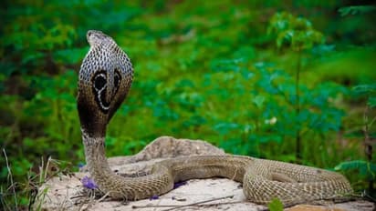 korba incident snake burnt along with man after snakebite in chhattisgarh