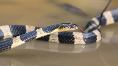 krait snake