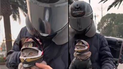 cute cat wears helmet