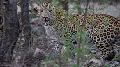 Army caught two panthers in Udaipur, Rajasthan