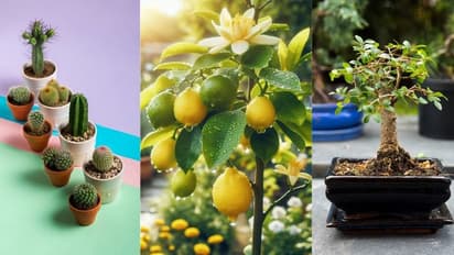 Plants with negative energy for home