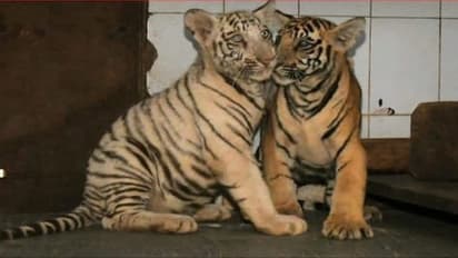 Nahargarh Biological Park Jaipur: Battle for life of two cubs of tigress