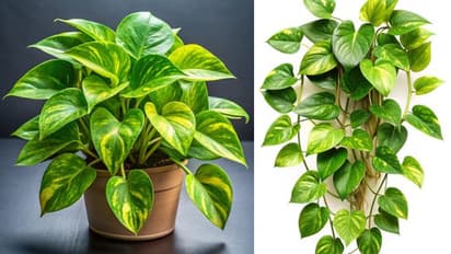 Vastu tips for money plant placement