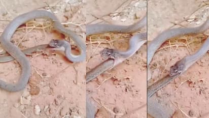 snake eats itself