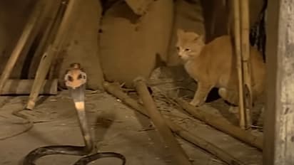pet cat fights cobra