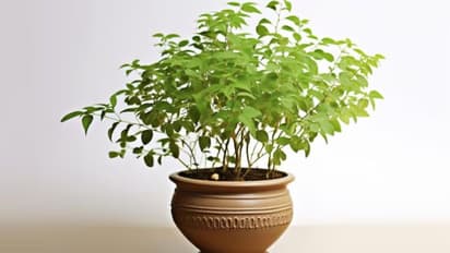 tulsi plant for focus and calm mind