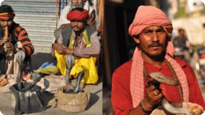 Fear of poisonous snakes in Hapur