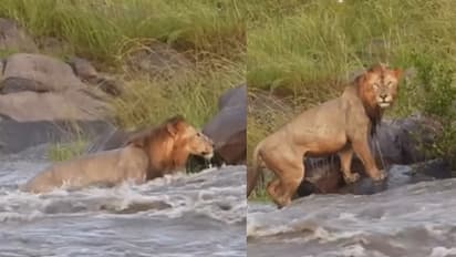 lions viral video 