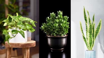 Best plants for positive energy at home Vastu
