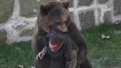 Bear attack