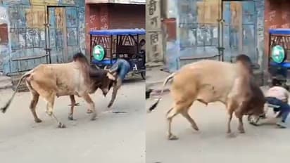 Stray Bull Injures 15 In Uttar Pradesh