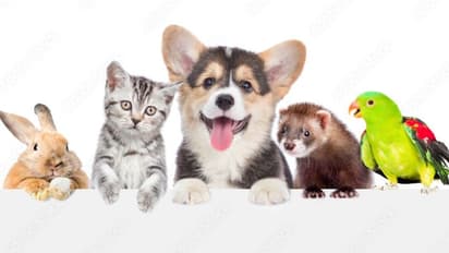 along with fish keeping these pet at home causes financial loss and increase vastu dosha