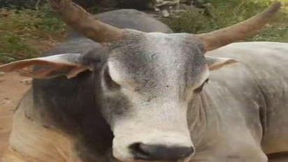 Rajasthani Bull