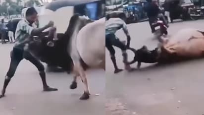 drunk man fights bull