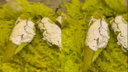 wedding dish sweet chili halwa