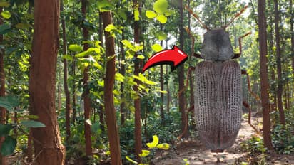 Sal borar Insect Uttrakhand