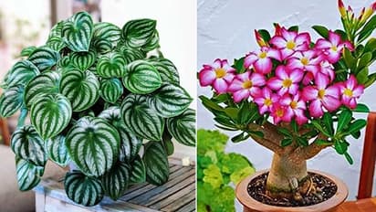  Top 5 indoor and 5 outdoor plants