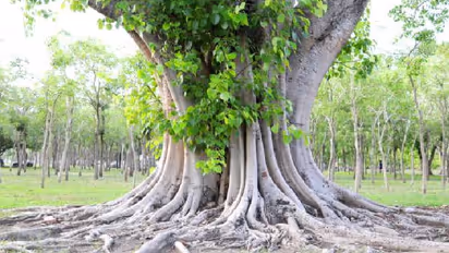 BODHI TREE CONCEPT IMAGE