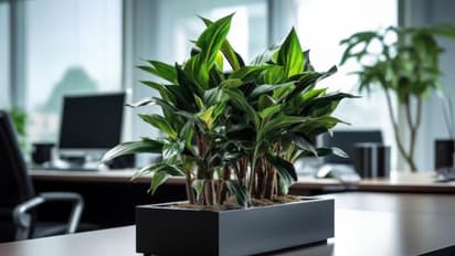 Plants not to keep on office desk as per Vastu