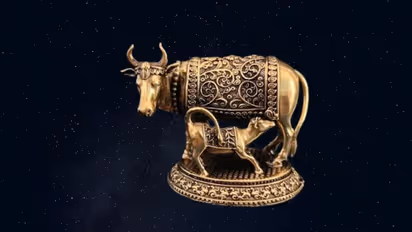 where to keep Kamdhenu cow idol at home and what is its benefits
