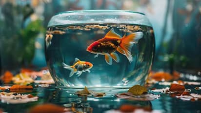keep these lucky fish to remove negative energy from your home