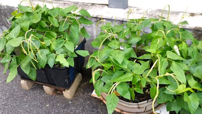 how to grow beans with seed in a pot know its complete guid