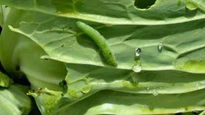 How-to-get-rid-of-worms-from-vegetables