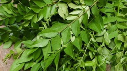 tremendous health benefits of curry leaves