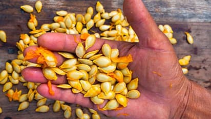 health benefits of pumpkin seeds 
