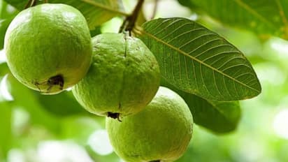 guava in bihar 
