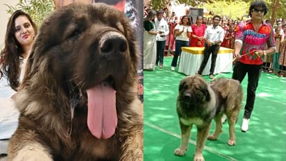 Cadbom hayder most expensive dog