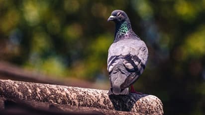 Pigeon Symbolic