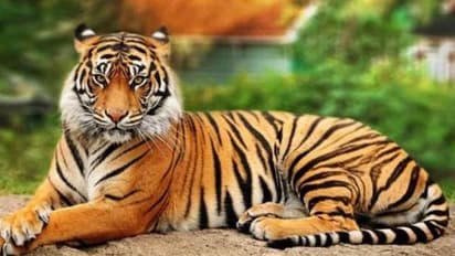 tiger dies in waynad