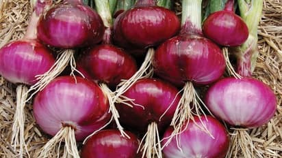 onion cultivation