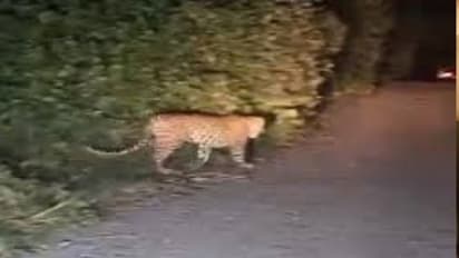 Udaipur Jungle Leopard Attack