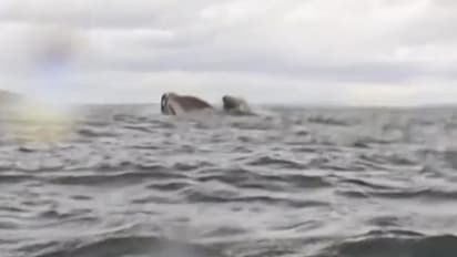 whale swallowed a man