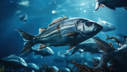 Fish Symbolic Picture