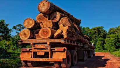Illegal timber transportation