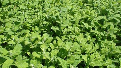 Mentha farming